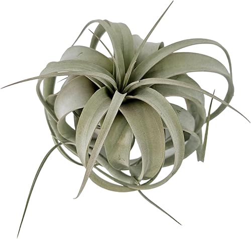 Miniatura 6 de Tillandsia Air Plant Xerographica Extra Grande - Soporte para plantas de aire sostenible colgante de bambú único