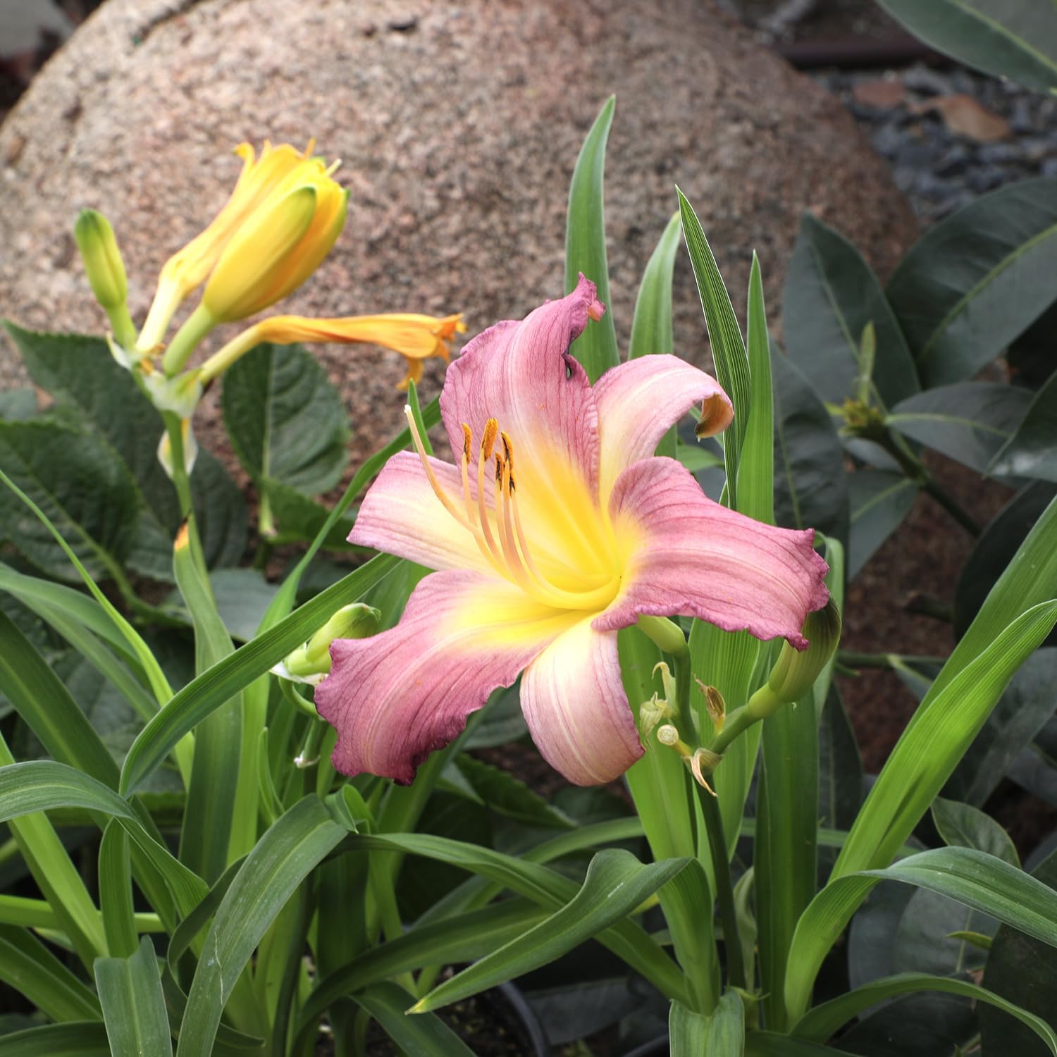 Live Daylily Flower (4 Pack), Real Flowering Plants for Spring Gardening, Easy Plant Care, Assorted Colors Multipack, Sun Loving Lily, Prolific Bloomers, Colorful Hemerocallis Lilies