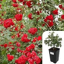Paul’s Scarlet Climbing Rose – Fragrant English Rose | Hardy, Disease-Resistant, Potted 3L Plant | Vibrant Red Blooms May-October | Perfect for Walls, Trellises & Arches