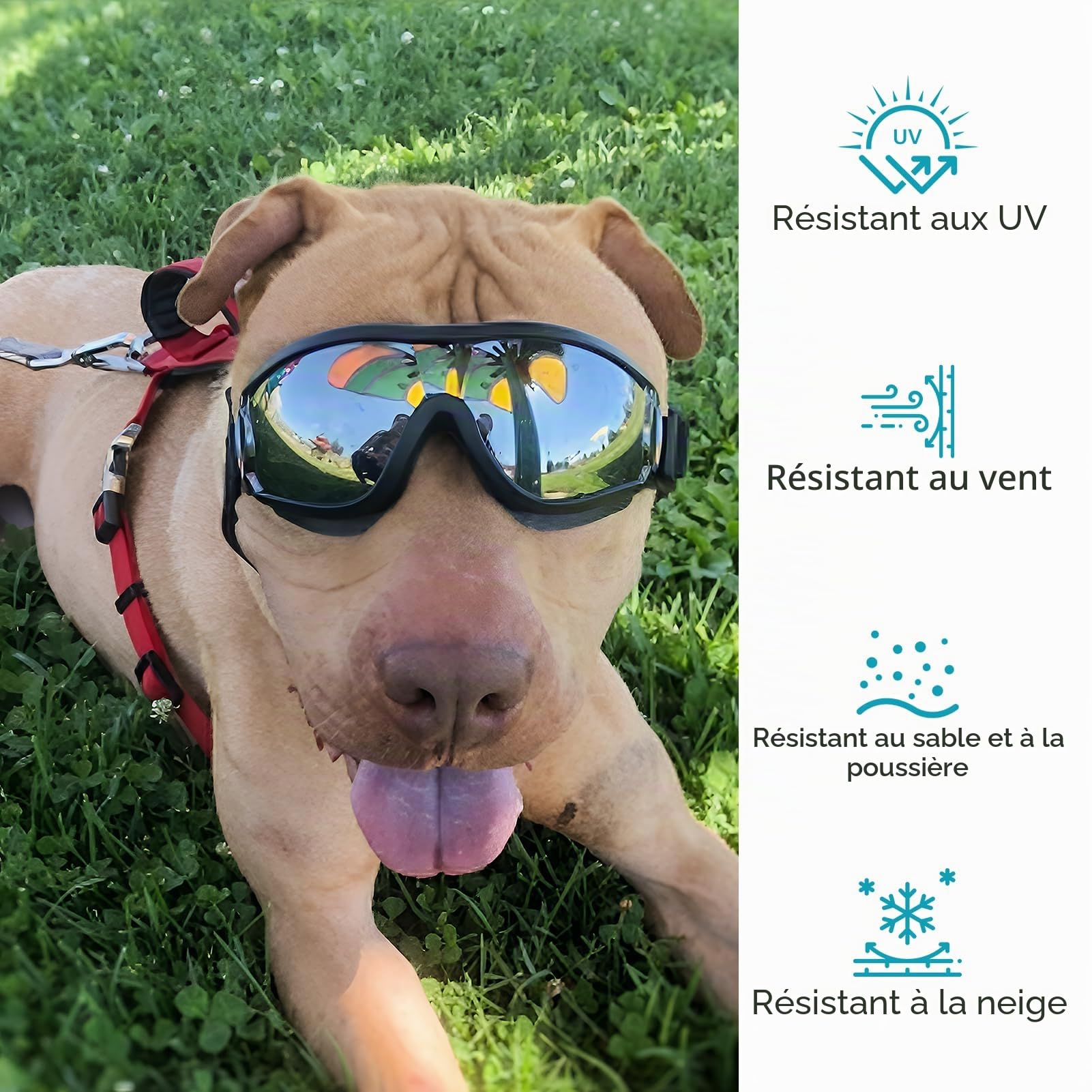 Lunettes de Protection pour Chien, Lunette Protection des Yeux pour Chiens, Lunettes de Soleil Réglables pour Chiens, avec Anti UV, Coupe Vent et Anti Poussière, pour Petits