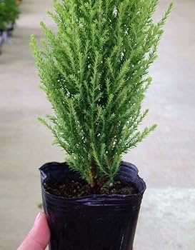 Amazon | コニファー ゴールドクレスト ウィルマ 24ポットセット(2.5