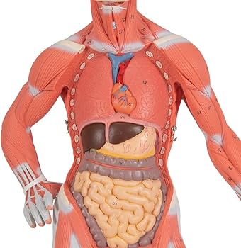 Amazon.com: 3B Scientific B59 Muscular Figure 1/3 life-size 2-part