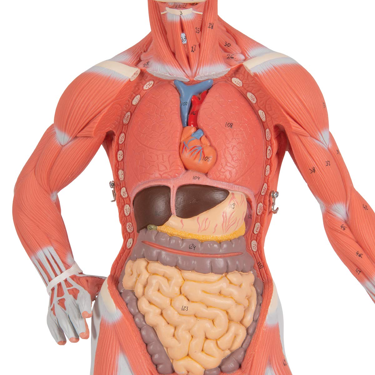 3B Scientific B59 Muscular Figure 1/3 life-size 2-part - 3B Smart Anatomy
