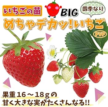 Amazon.co.jp: いちご苗 デカッウマッ！いちごセット 2種4株 / 国華園