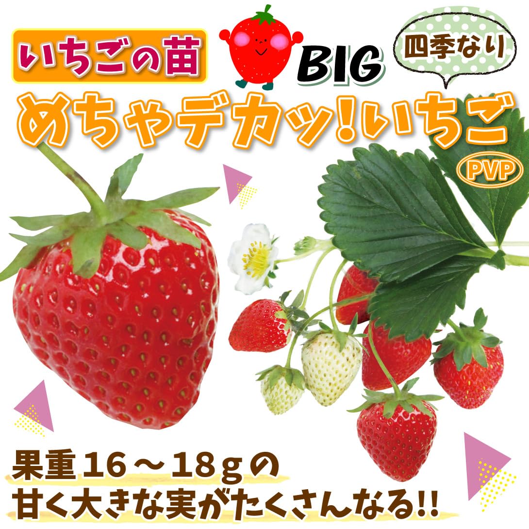 Amazon.co.jp: いちご苗 デカッウマッ！いちごセット 2種4株 / 国華園