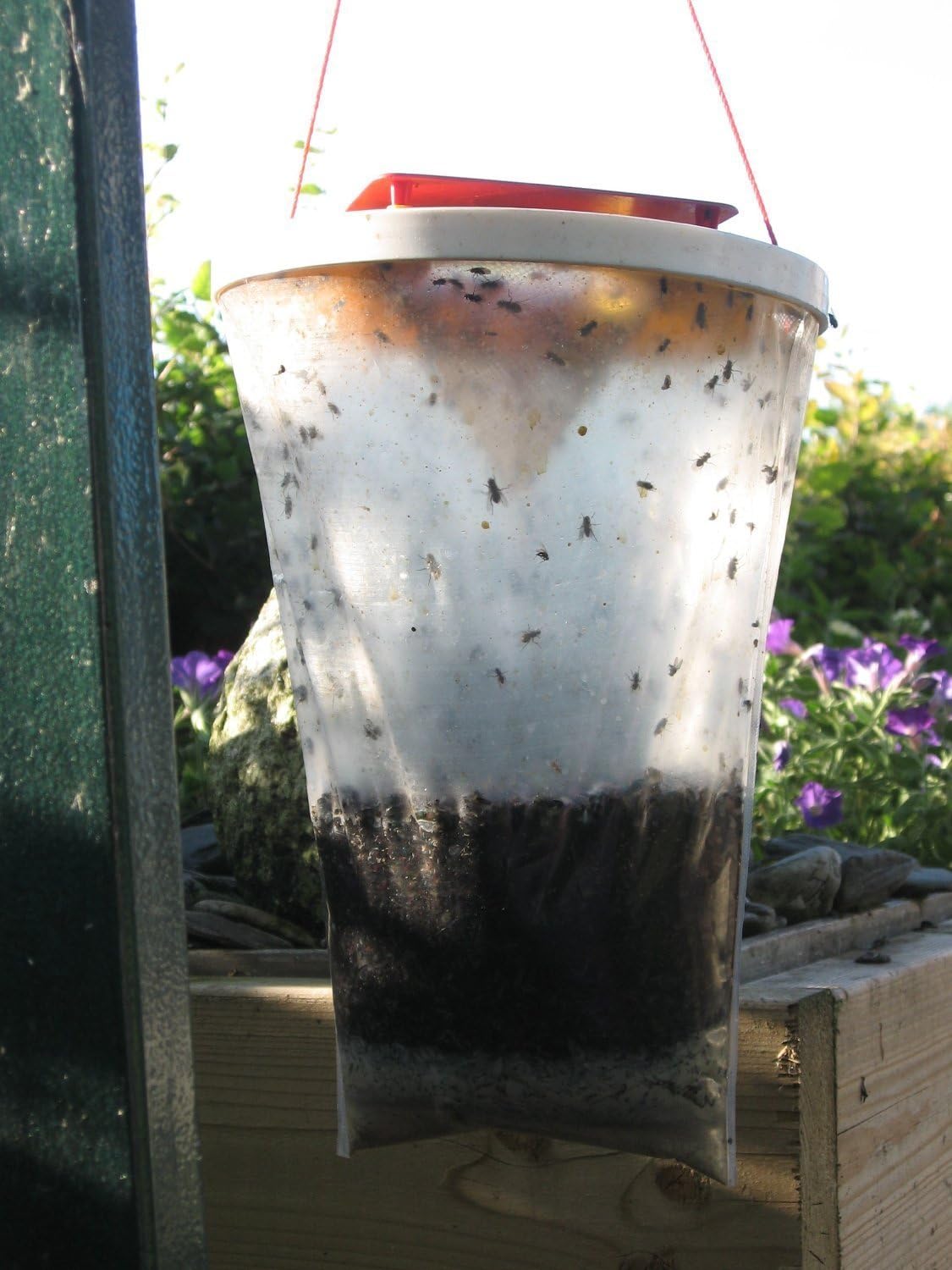 Venus fly Trap Fly Catcher