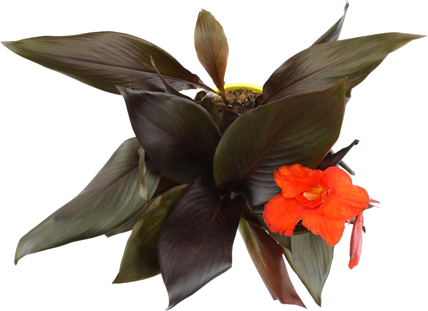 Canna Lily 'Lava Rock', Live Lilies, Garden Perennial Outdoor Plant, Blooms Red Flowers in 4 qt. Grower Pot by Plants for Pets