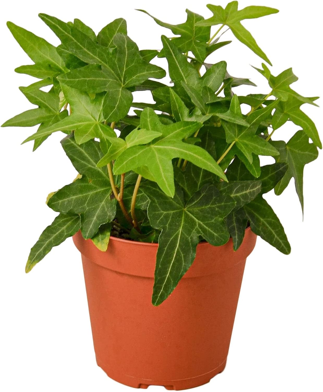 Garden Wrld English Ivy Green California (Black Cylinder, 4")