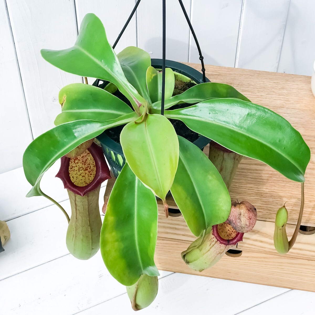 Amazon.co.jp: PLANCHU 食虫植物 ネペンテス ベントリコーサ レッド