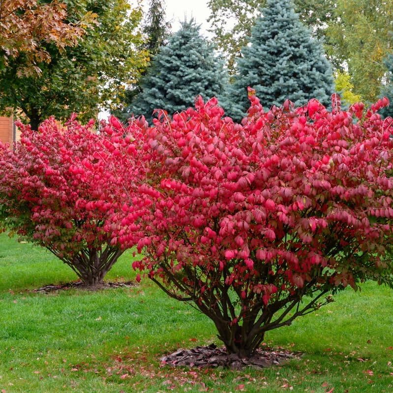 10-Pack Dwarf Burning Bush Bare Root