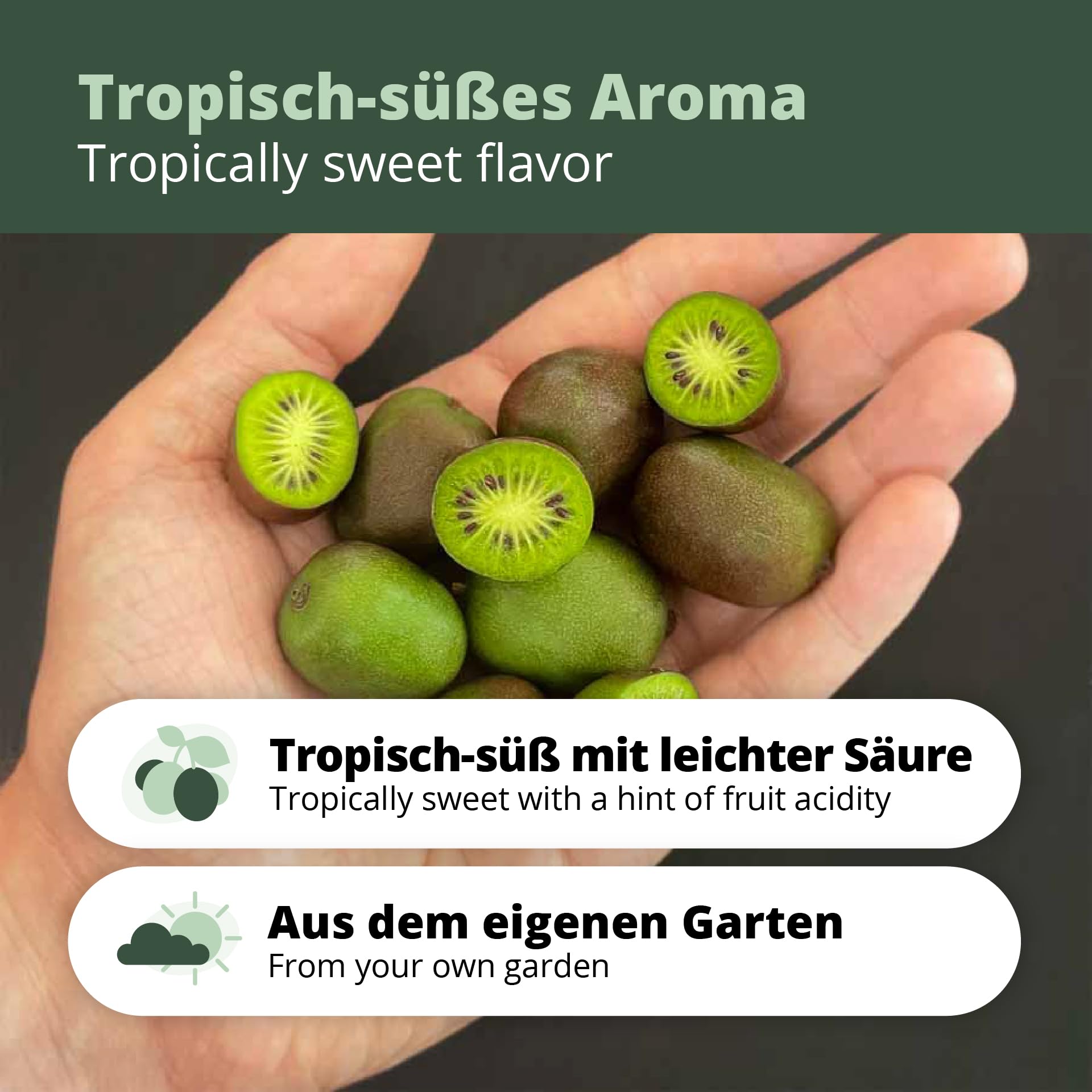 's Kiwi Trio – 3 plantas de kiwi (Actinidia arguta) – Mini kiwi – Garantía varietal directamente del cultivador