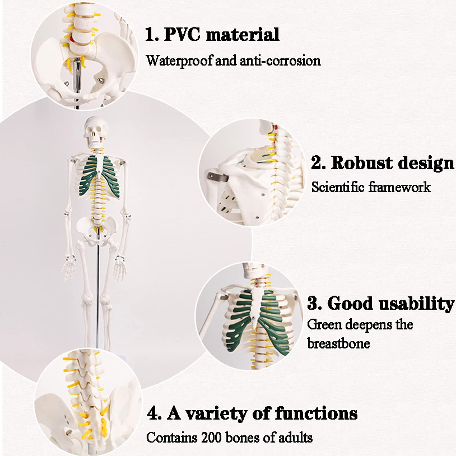 Model szkieletu ludzkiego o długości 85 cm do anatomii, szkielet anatomiczny całego ciała z PVC