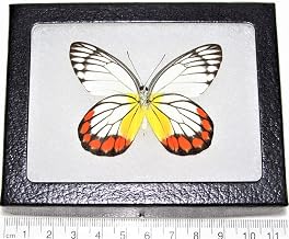 BicBugs Delias hyparete red Yellow Painted Jezebel Butterfly Indonesia Framed