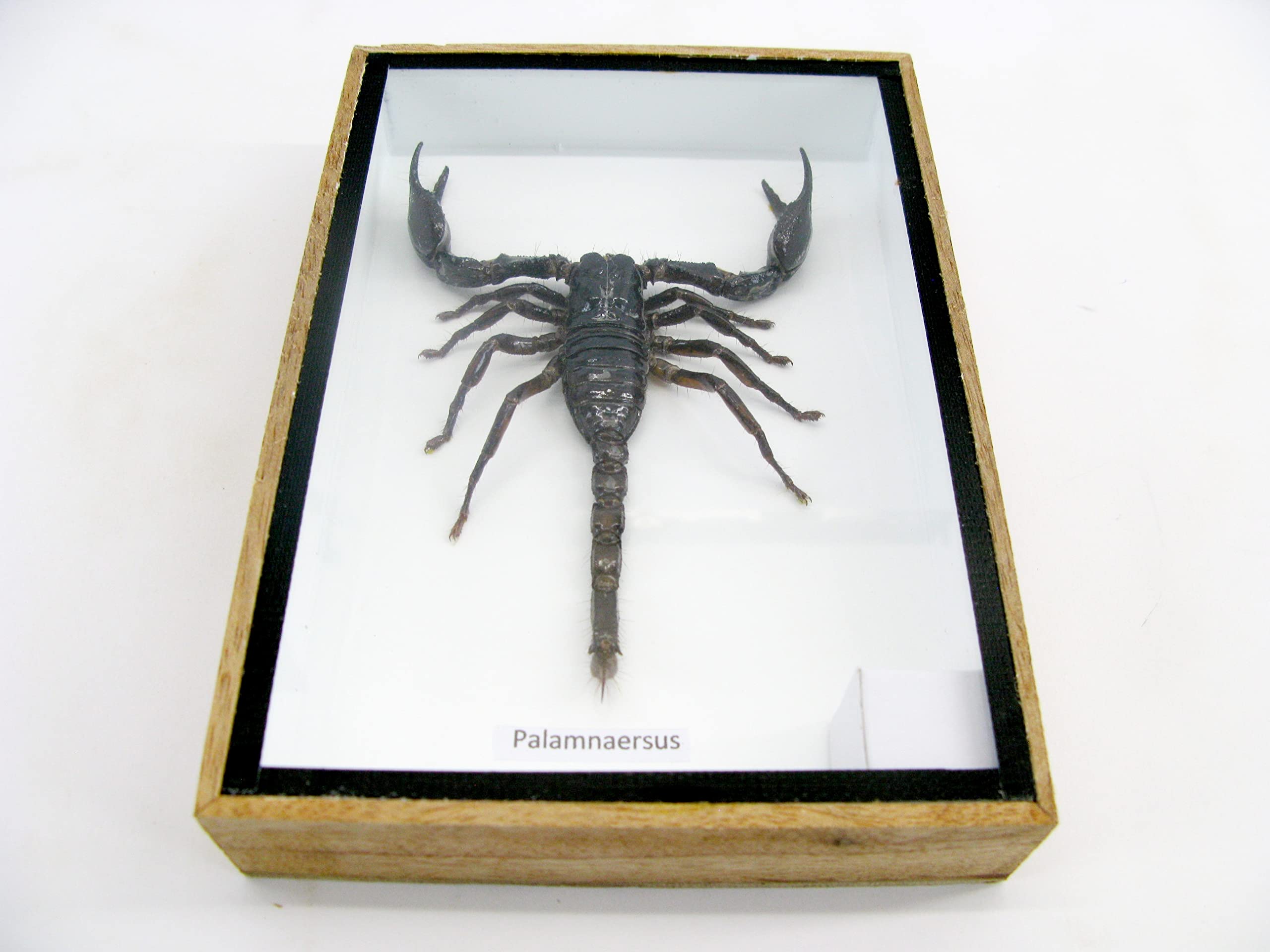 asiahouse24 Genuine Prepared Giant Scorpion in 3D Wooden Display