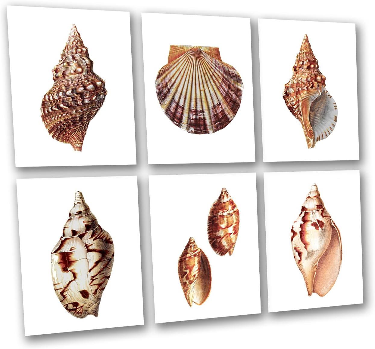 Gnosis Picture Archive Beach Decor Sea Shells Art Prints Unframed Art Prints Set of 6 Beach Coastal Decor Wall Art