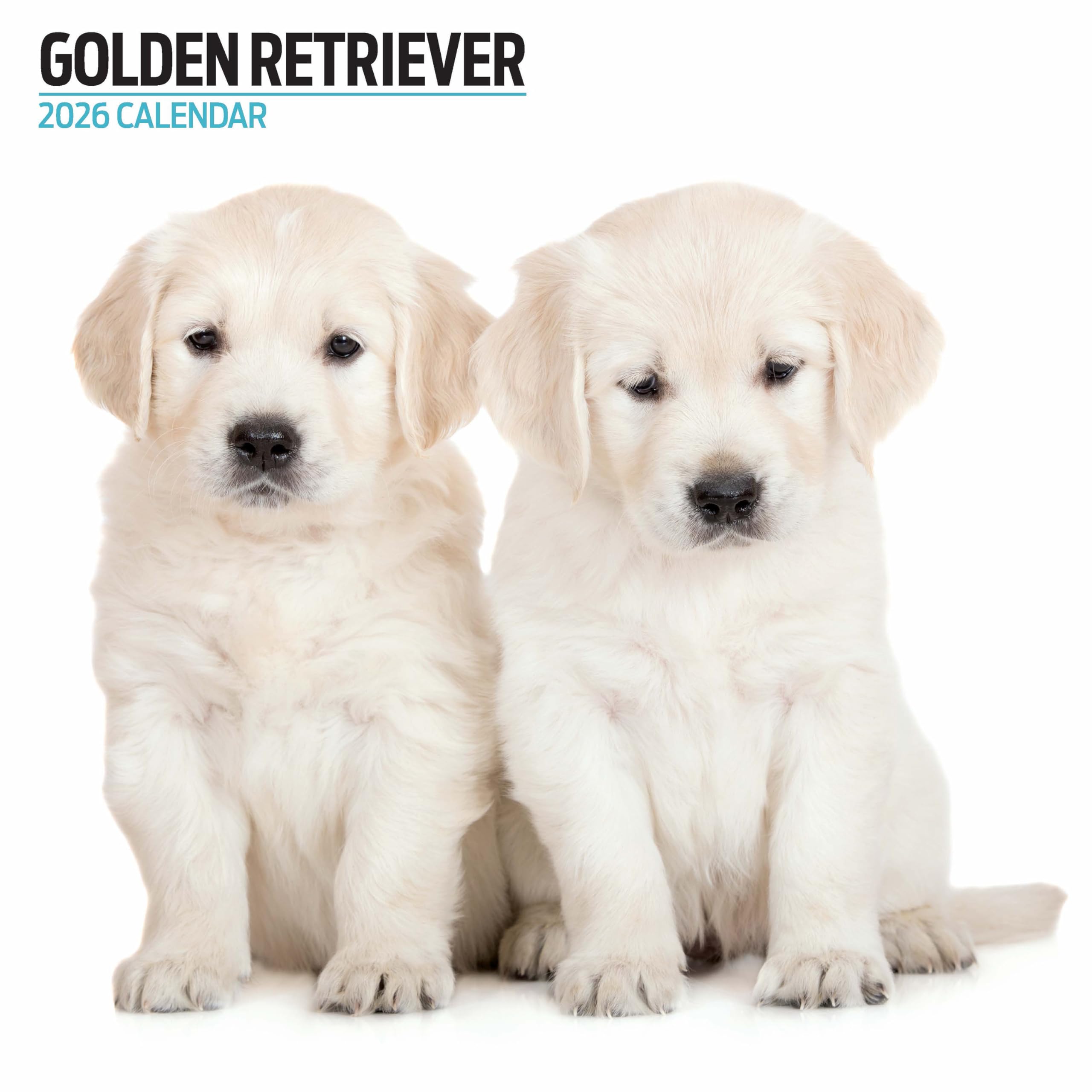 Golden Retriever 2026 Modern Calendar
