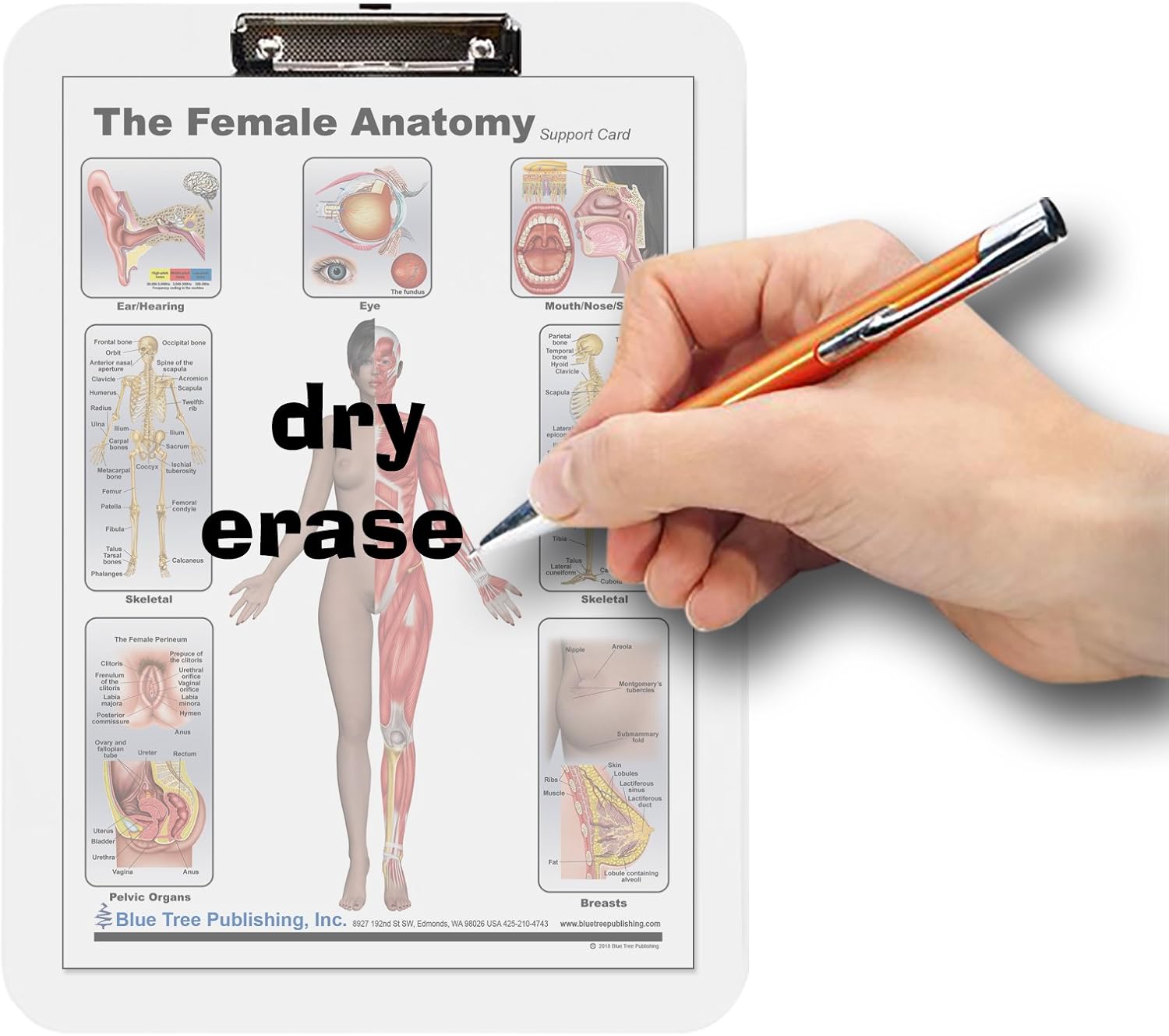 Female Anatomy, Pregnancy and Birth, Female Reproductive Chart with Insert clipboard