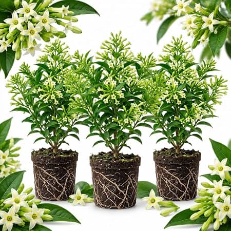 Amazon.com: Night Blooming Jasmine I 3 Live Plants I Cestrum