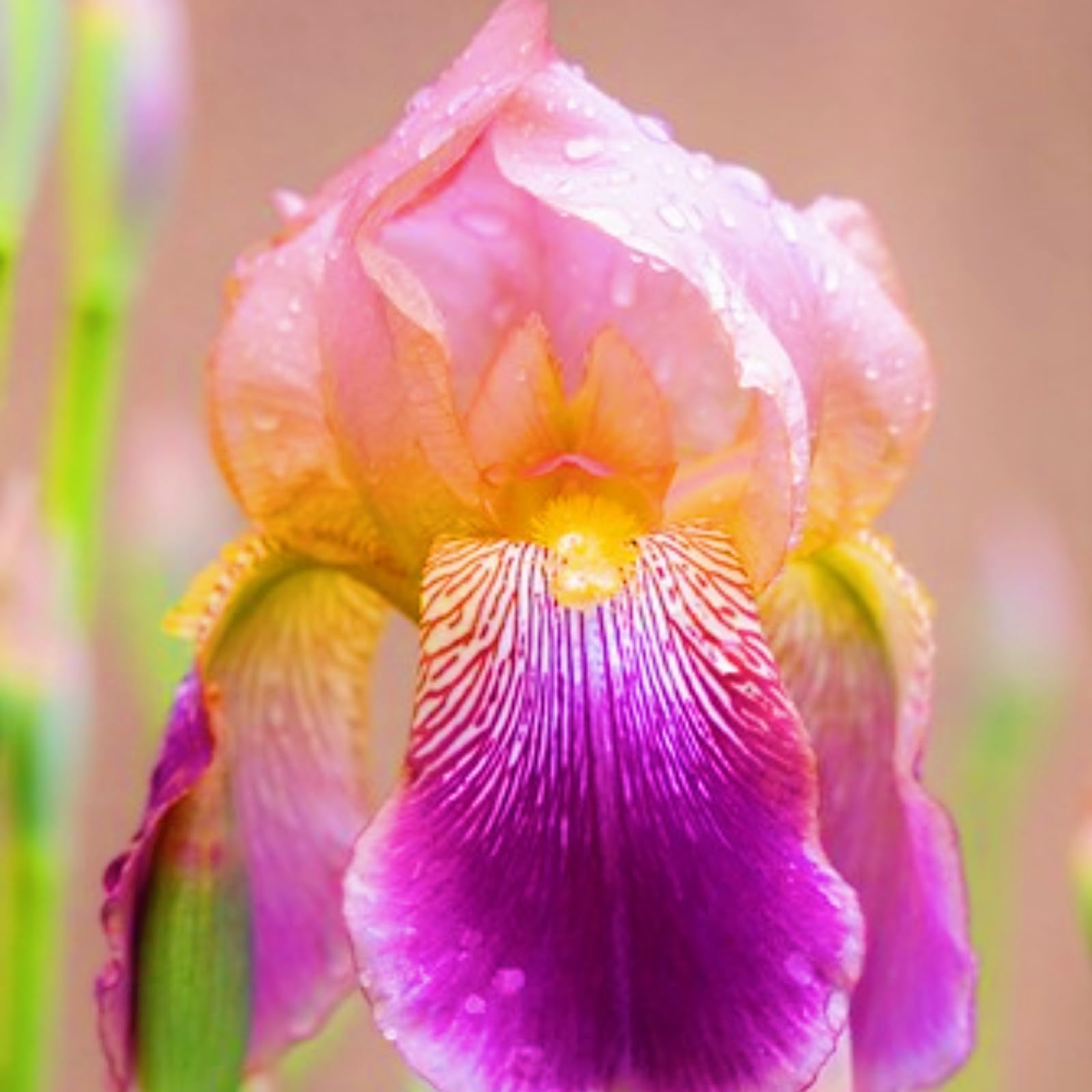 Iris Bulbs-Iris Bulbs for Planting Now UK,Garden Flowers,Hardy Perennial,Wedding Flowers,Plant Bulbs-4bulbs-a