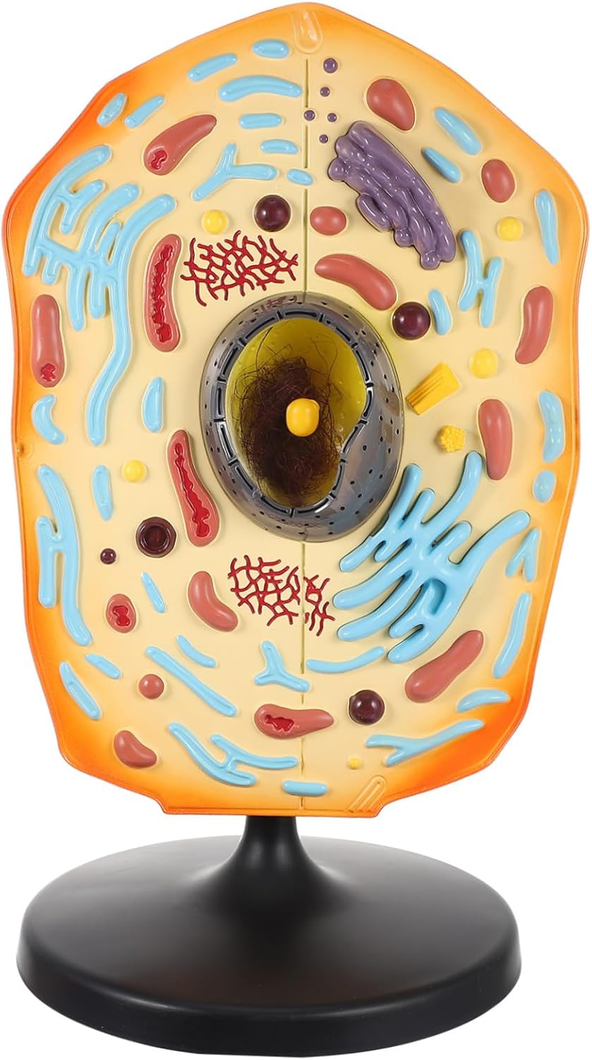 Show Animal Cell Model Biology Teaching Kit Realistic Abs Material Easy to Use for Students