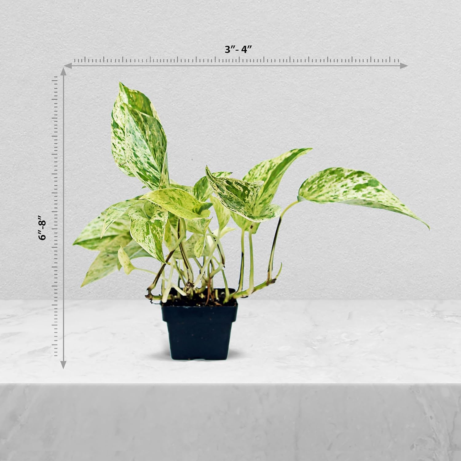 12 Pack Live Marble Queen Pothos, Indoor Potted Houseplant, Housewarming Gift for The First Home, Variegated Plant, Plant Mom Dad Gift, Sympathy Gift, Thank You Gift in 3" Pot