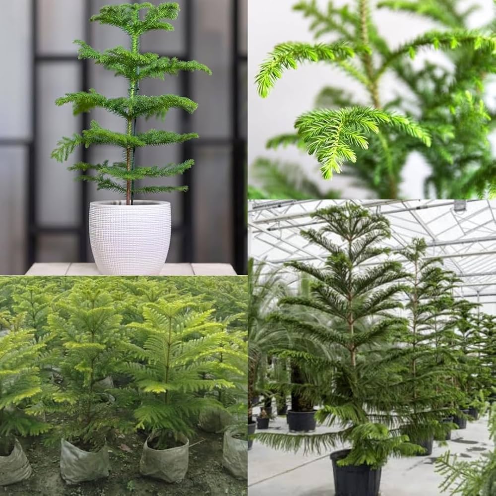 ibains Araucaria Live Plant, Christmas Air Purifying, Monkey