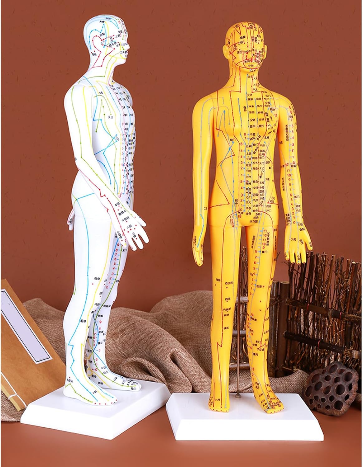 人体経絡研究機器解剖学的に正しいデモンストレーションモデル学生実践トレーニング健康展示経絡デモンストレーション