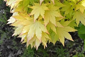 Summer Gold Japanese Maple - Green foliage most of the year, gorgeous...