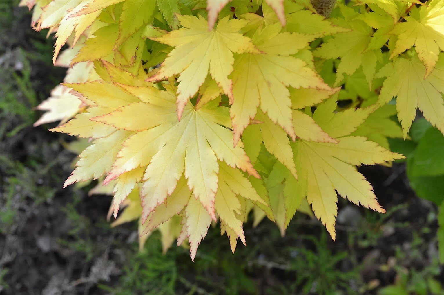 Summer Gold Japanese Maple- Best Gold in Summer - Does not Burn in Full Sun 1 - Year Live Tree
