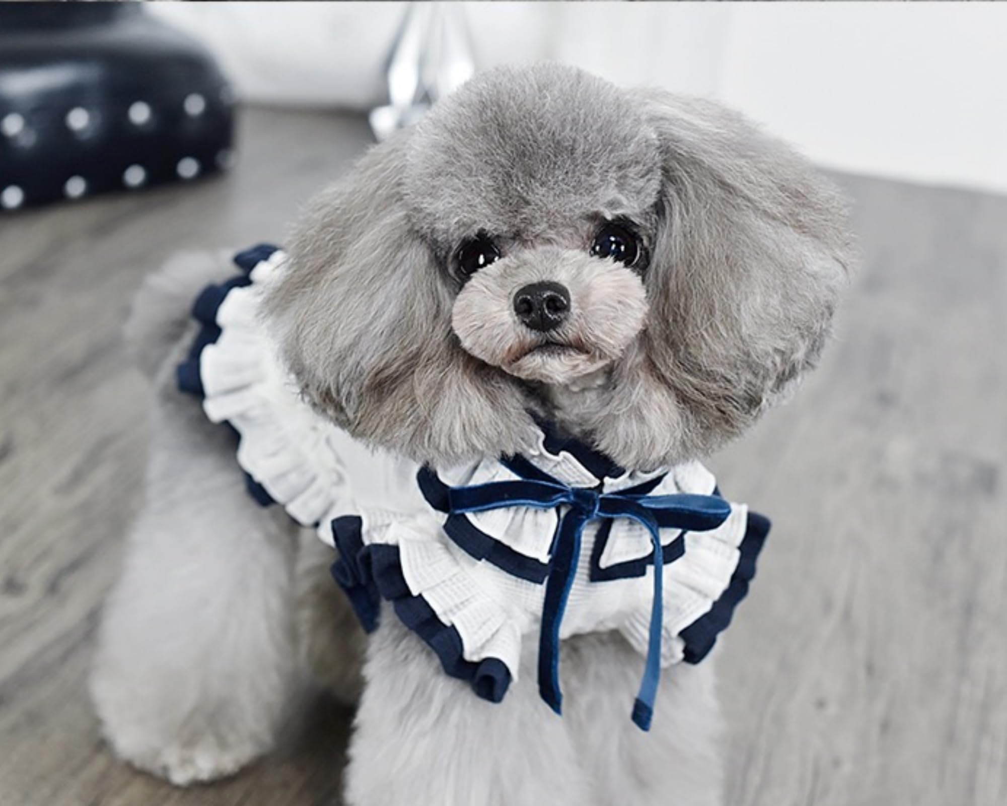 Amazon | RIOSTUDIO 犬服 春夏 【日本初上陸】PEEKAPOODLE
