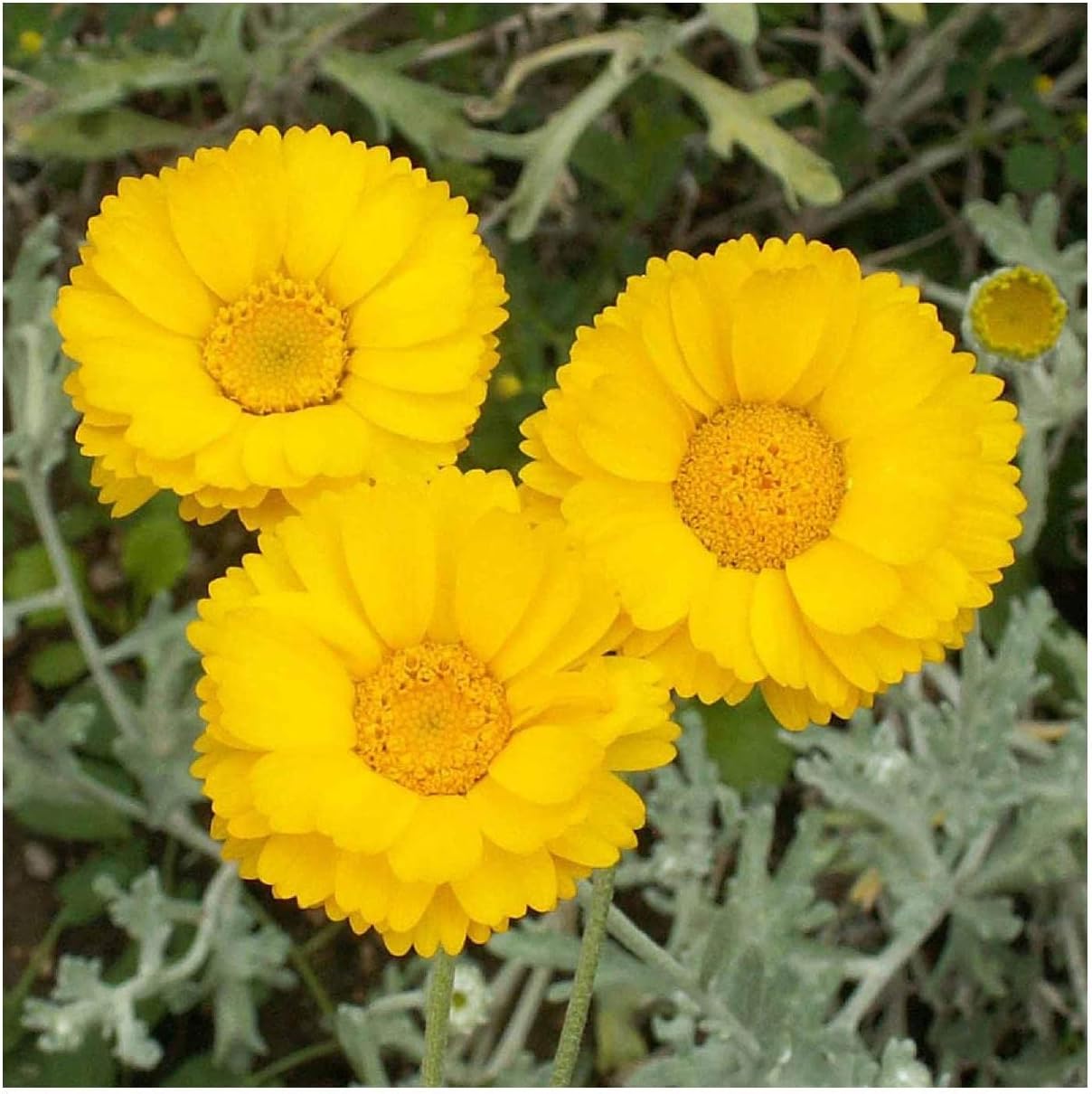 Everwilde Farms - 1 Oz Desert Marigold Native Wildflower Seeds - Gold Vault