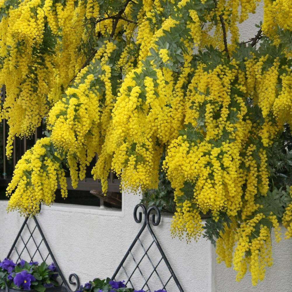 Amazon | ミモザアカシア 花木 9cmポット 1株 はなみどり | 花