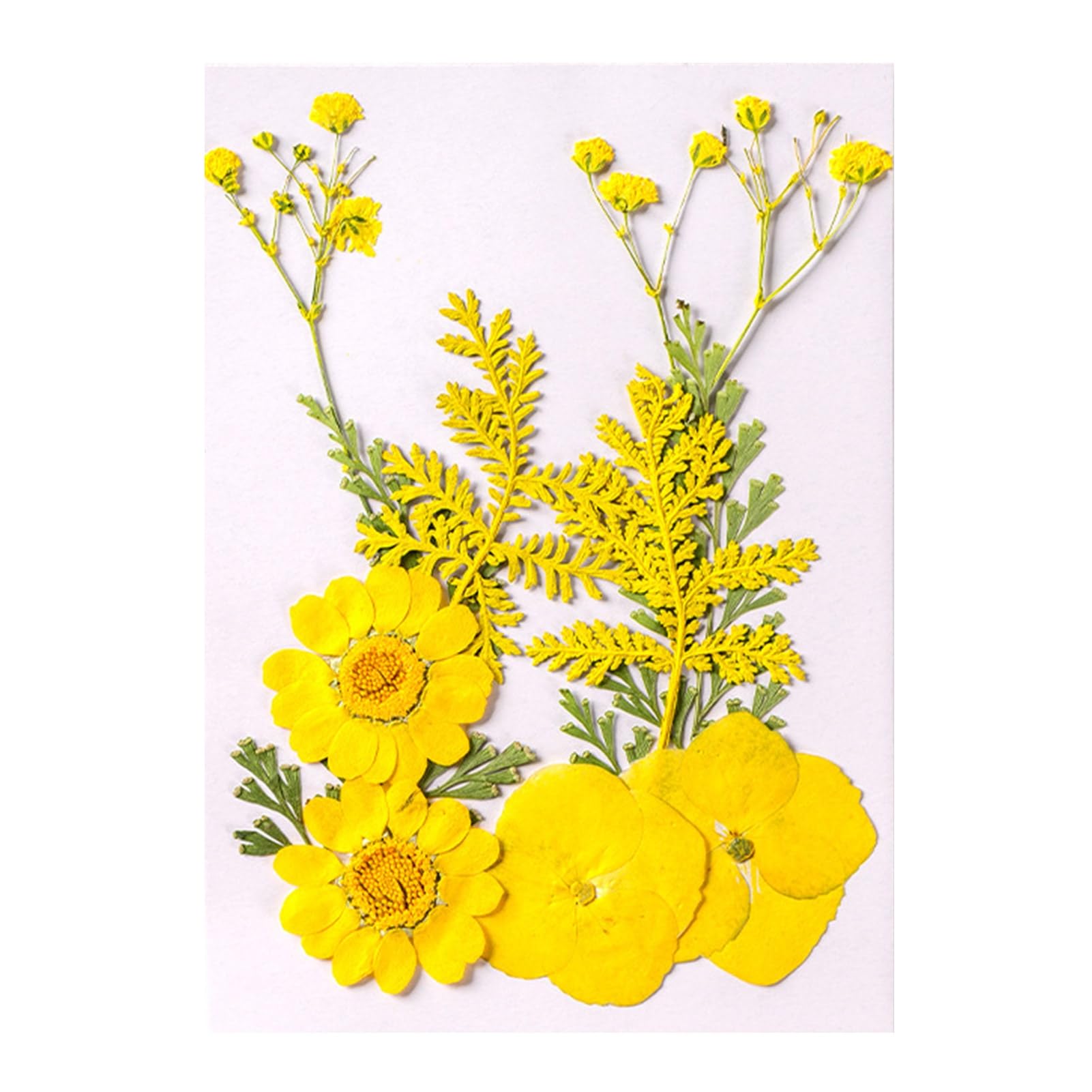 Hshduti Yellow 10 Pcs Dried Pressed Flowers For Resin, Real Pressed Flowers Dry Leaves Bulk Natural Herbs Kit For Scrapbooking Diy Art Crafts, Epoxy Resin Jewelry Molds, Candle, Soap Making, Nails Décor