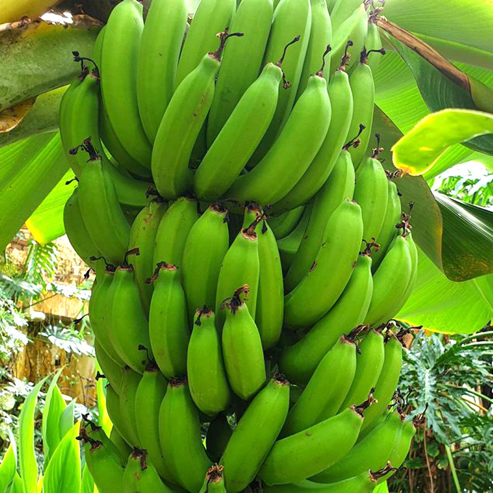 ジャイアンキャベンディシュ バナナの木 専用枠