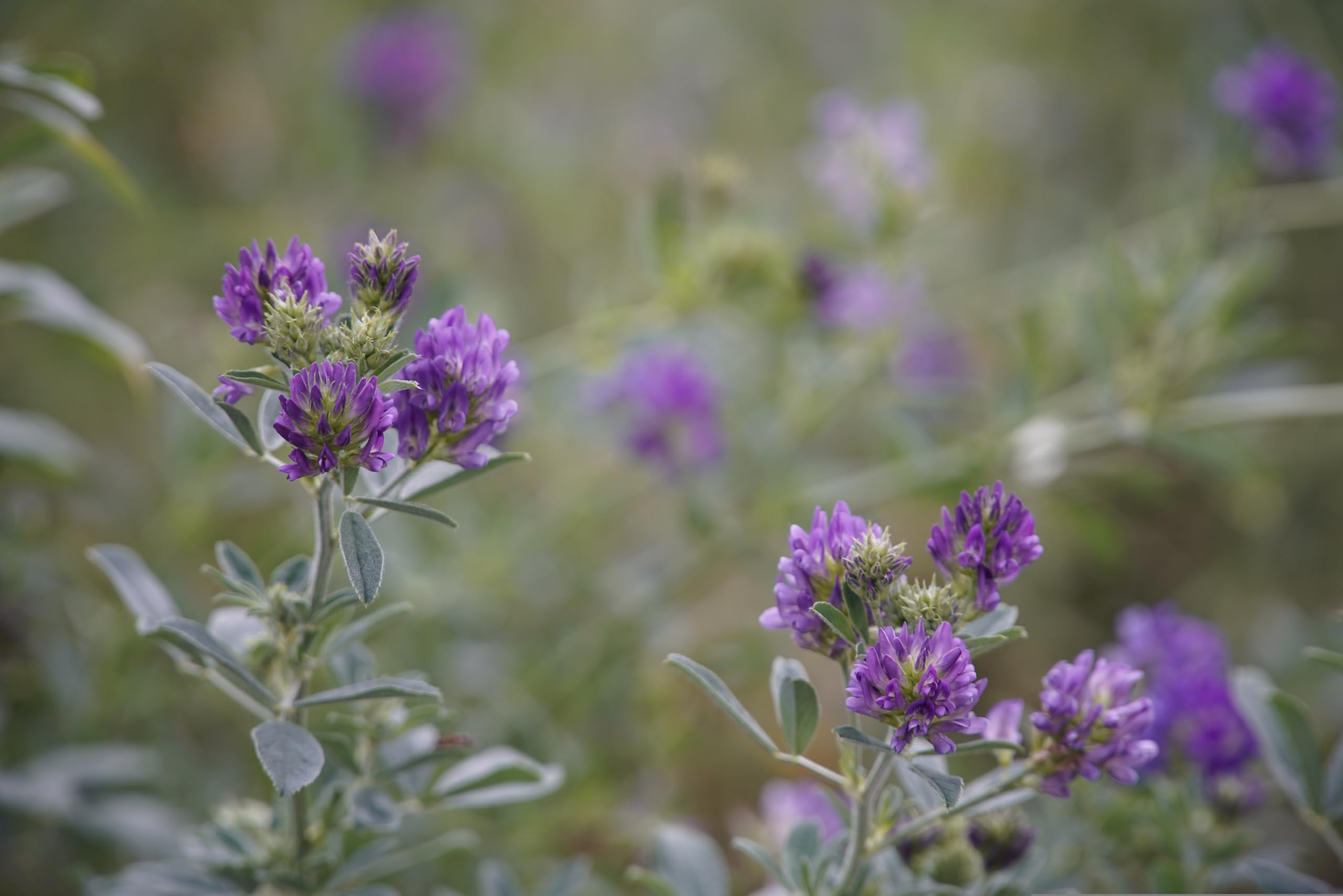 Luzerne (Medicago sativa) Samen. Ewiger Klee, Alfalfa, Tierfutter, Gründünger (100000 Samen = 200,0g)
