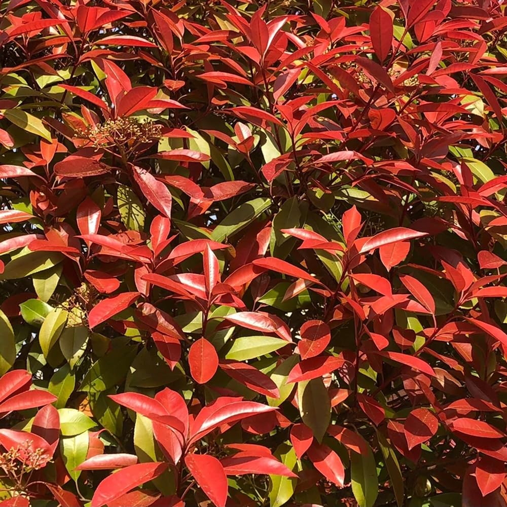 Photinia Serrulata Red Robin Loquat Seeds Bonsai Tree, Rare Plant Series,  Indoor Plants, Low Light Requirement, Balcony Decoration, Seeds, Gift,  Hardy Balcony Plants : Amazon.de: Garden