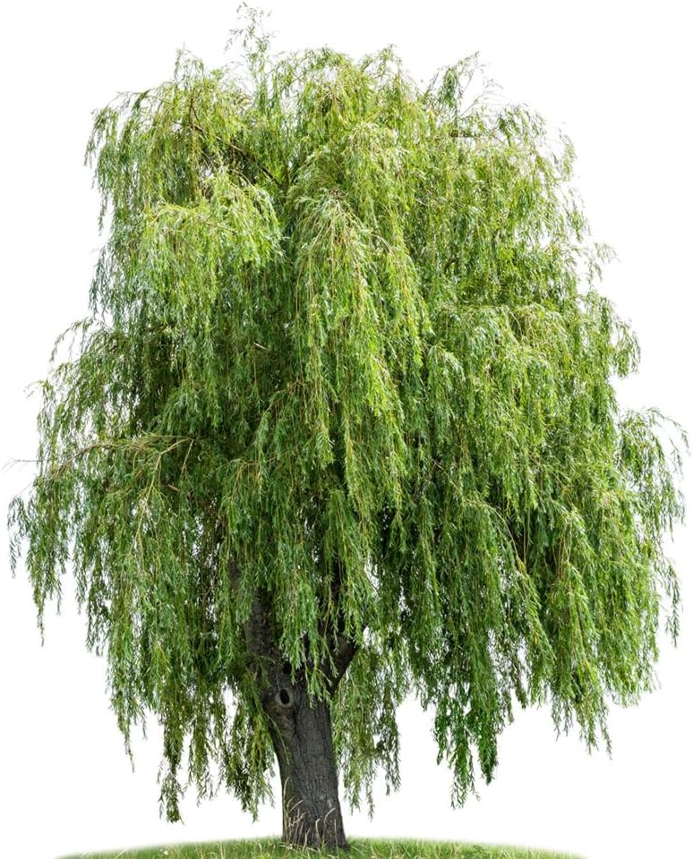 20 pcs trauerweide baum samen, topf pflanze gartenpflanzen winterhart