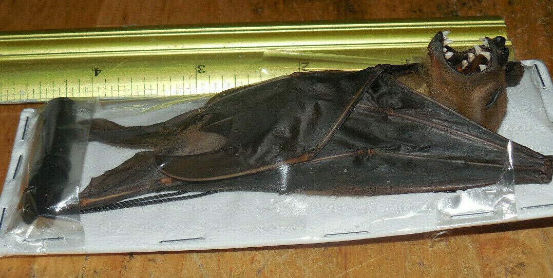 Real Faamed Hanging Bat Cynopterus Minutus real faamed bat minute fauit