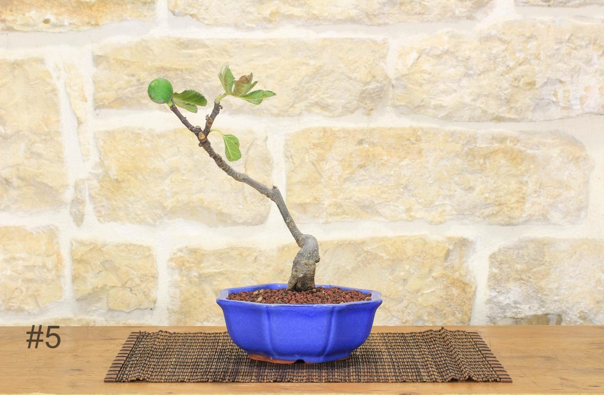 Bonsai di Fico (72) -