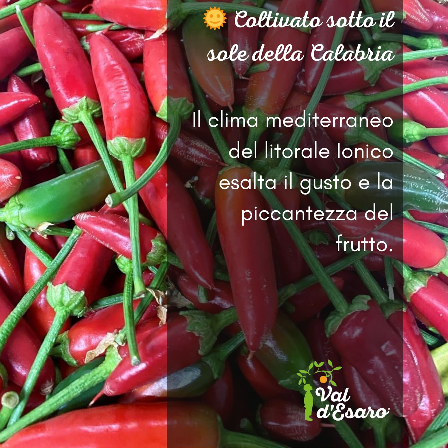 Peperoncino piccante fresco calabrese – 100% italiano – Raccolto a mano per massimo aroma e piccantezza – specialità tipica della calabria – Val D'Esaro - 1Kg