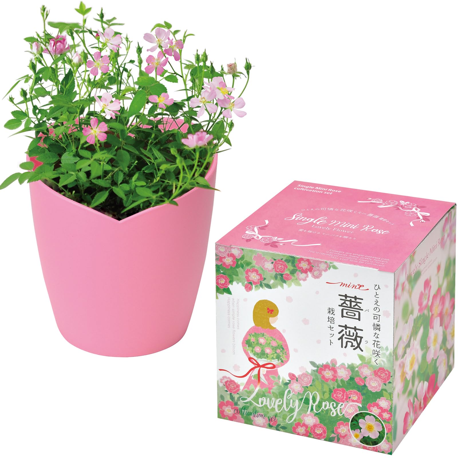 Amazon｜聖新陶芸 通年 家庭菜園 簡単 栽培キット ミニバラ 花 栽培