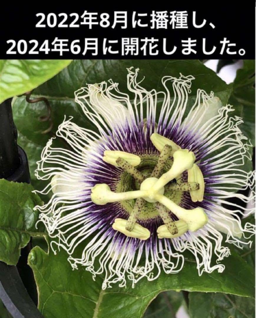 クダモノトケイソウの種子20粒　パッションフルーツ　種　たね　タネ Amazon.co.jp: クダモノトケイソウの種子20粒 パッションフルーツ 種