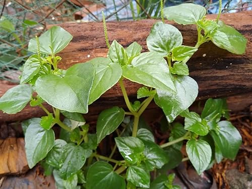 Mai's Family - 5000 semillas de hierba de garra de cangrejo, Rau Cang Cua, pimienta anciano brillante arbusto planta peperomia pellucida semillas