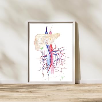 MEDPAPERS Abdominal Vessels Anatomy Art Print General Vascular Surgery Gastroenterology and Interventional Radiology Wall Decor (5x7 in)