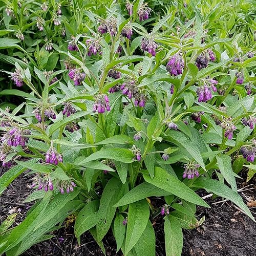 Miniatura 4 de Comfrey Roots for Planting, 15 Live Comfrey Rhizomes, 36 Inches, Perennial Herbs for Growing Outdoor