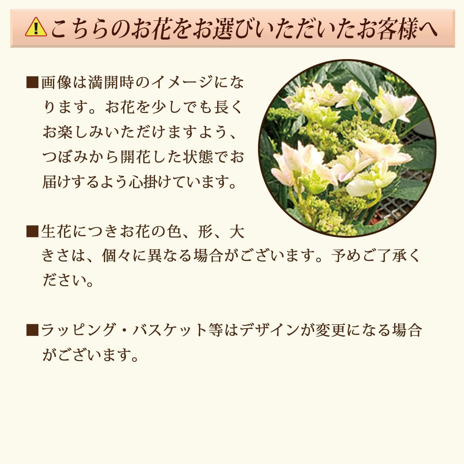 Amazon.co.jp: 花のギフト社 母の日 花 鉢植え あじさい 紫陽花