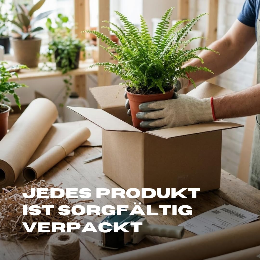 Zimmerpflanzen -Dracaena reflexa ‘Anita’ XXL - Topf Ø 21 cm - Höhe ca. 80 cm