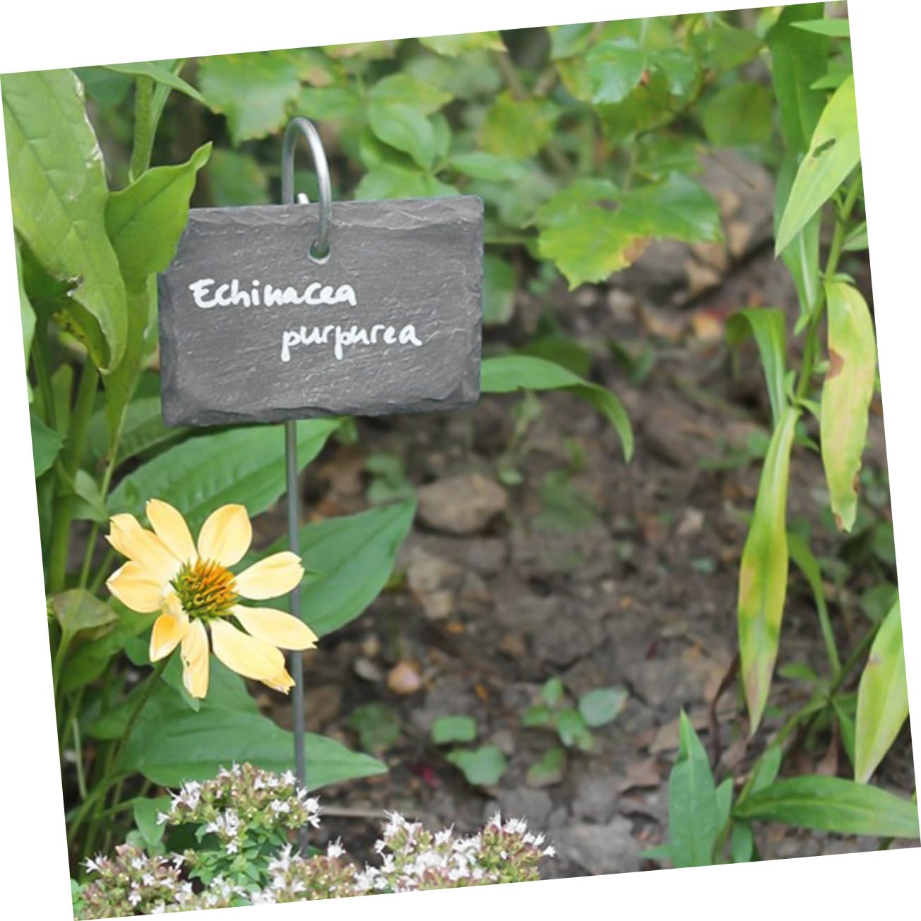 BESPORTBLE Etichette per Piante in Ardesia, Marcatori da Giardino Riutilizzabili in Acciaio Inossidabile, Facili da Scrivere, per Giardini e Parchi,