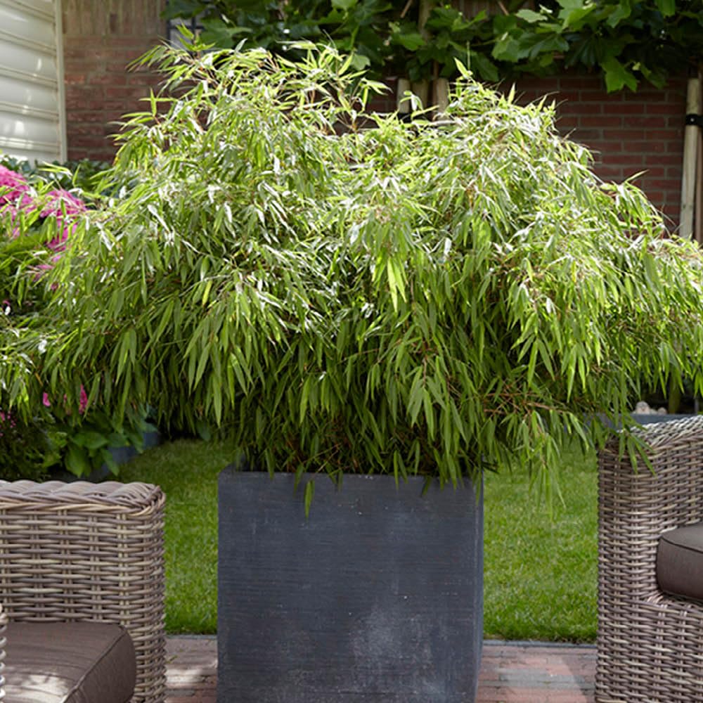 Yougarden Green Fargesia Rufa 'Fountain' Bamboo, Set Of Three Plants In 9Cm Pots, Ever Clump-Forming Bamboo For Outdoors, Pots And Patios, Grow To Max Height Of 3M, Perfect For Containers