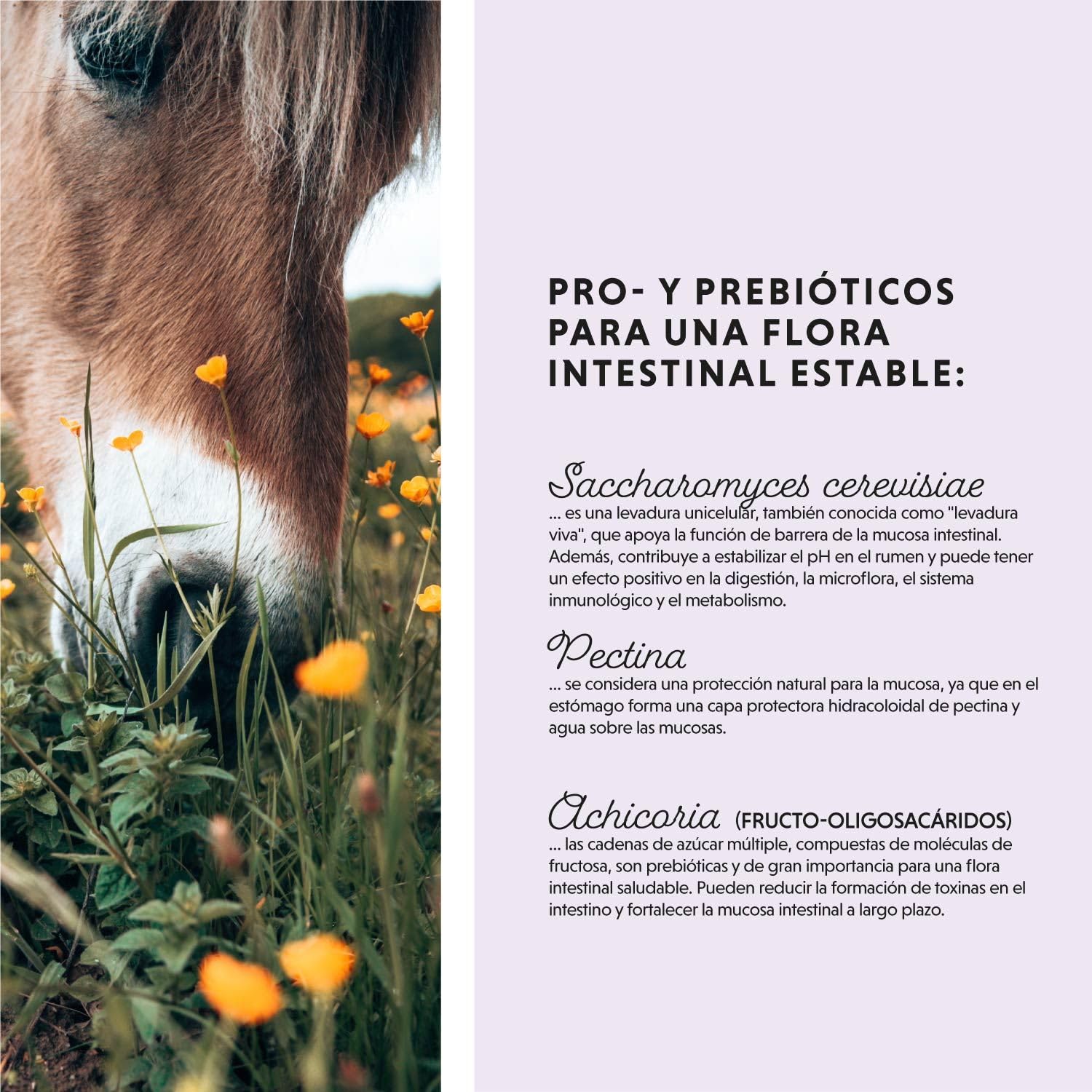 Polvo probiótico para Caballos - 750 g de Polvo intestinal con levadura Viva para una Flora intestinal Saludable - Bacterias intestinales para la rehabilitación intestinal en Caballos
